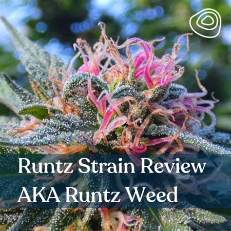 rolex runtz strain|runtz varieties.